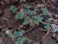 Euphorbia serpens 7, Gladde wolfsmelk, Saxifraga-Ed Stikvoort