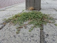 Euphorbia serpens 9, Gladde wolfsmelk, Saxifraga-Ed Stikvoort