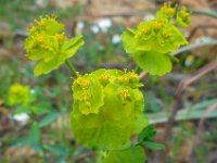Euphorbia serrata 12, Saxifraga-Ed Stikvoort