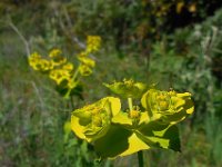 Euphorbia serrata 13, Saxifraga-Ed Stikvoort