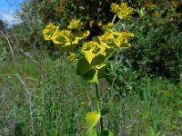 Euphorbia serrata 14, Saxifraga-Ed Stikvoort