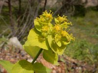 Euphorbia serrata 15, Saxifraga-Ed Stikvoort