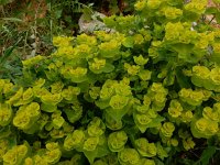Euphorbia serrata 19, Saxifraga-Peter Meininger
