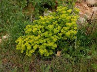 Euphorbia serrata 21, Saxifraga-Peter Meininger