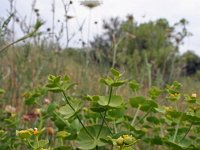 Euphorbia serrata 3, Saxifraga-Jeroen Willemsen