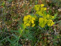 Euphorbia serrata 9, Saxifraga-Ed Stikvoort