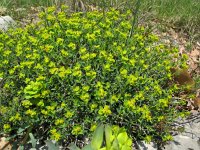 Euphorbia spinosa 1, Saxifraga-Rutger Barendse