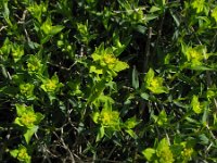 Euphorbia spinosa 5, Saxifraga-Rutger Barendse