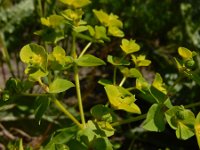 Euphorbia stricta 10, Stijve wolfsmelk, Saxifraga-Ed Stikvoort