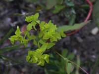 Euphorbia stricta 13, Stijve wolfsmelk, Saxifraga-Peter Meininger