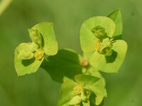Euphorbia stricta 2, Stijve wolfsmelk, Saxifraga-Sonja Bouwman  884. Stijve wolfsmelk - Euphorbia stricta - Euphorbiaceae familie (i) Rhoon