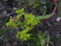 Euphorbia stricta 4, Stijve wolfsmelk, Saxifraga-Peter Meininger
