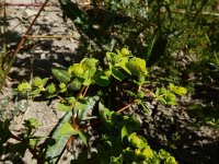 Euphorbia stricta 5, Stijve wolfsmelk, Saxifraga-Ed Stikvoort