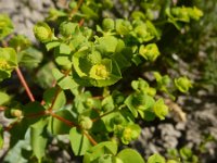 Euphorbia stricta 7, Stijve wolfsmelk, Saxifraga-Ed Stikvoort