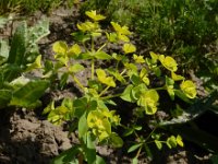Euphorbia stricta 8, Stijve wolfsmelk, Saxifraga-Ed Stikvoort