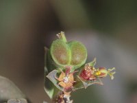 Euphorbia sulcata