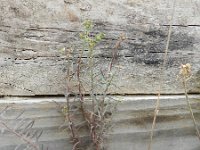 Euphorbia sulcata 2, Saxifraga-Rutger Barendse