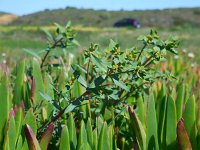 Euphorbia terracina 2, Saxifraga-Ed Stikvoort