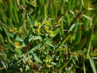 Euphorbia terracina 3, Saxifraga-Ed Stikvoort
