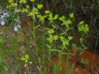 Euphorbia terracina 5, Saxifraga-Ed Stikvoort