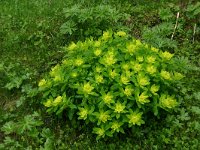 Euphorbia verrucosa 5, Saxifraga-Dirk Hilbers
