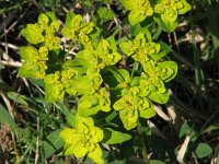Euphorbia verrucosa 6, Saxifraga-Jasenka Topic