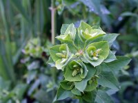 Euphorbia villosa 1, Saxifraga-Jeroen Willemsen