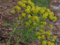 Euphorbia virgata, Leafy Spurge