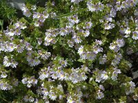 Euphrasia alpina 1, Saxifraga-Jan van der Straaten