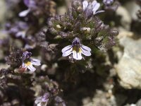 Euphrasia hirtella