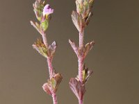 Euphrasia micrantha 1, Slanke ogentroost, Saxifraga-Peter Meininger