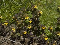 Euphrasia minima