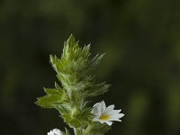 Euphrasia rostkoviana 3, Krijtogentroost, Saxifraga-Jan van der Straaten