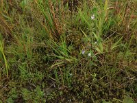 Euphrasia stricta 12, Stijve ogentroost, Saxifraga-Hans Boll
