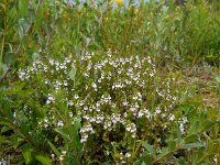 Euphrasia stricta 18, Stijve ogentroost, Saxifraga-Ed Stikvoort