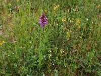 Euphrasia stricta 22, Stijve ogentroost, Saxifraga-Hans Boll