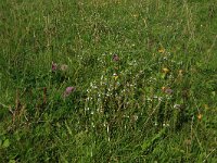 Euphrasia stricta 24, Stijve ogentroost, Saxifraga-Hans Boll
