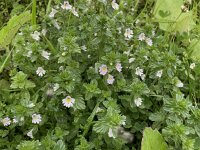 Euphrasia stricta 36, Stijve ogentroost, Saxifraga-Willem van Kruijsbergen