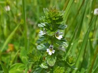 Euphrasia stricta 37, Stijve ogentroost, Saxifraga-Ben Delbaere