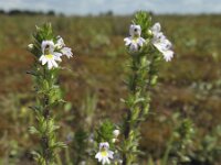 Euphrasia stricta 6, Stijve ogentroost, Saxifraga-Rob Felix : Plantae, Plants, Project Natuurbalans, planten