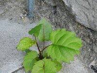 Eurybia divaricata 3, Sneeuwaster, Saxifraga-Rutger Barendse