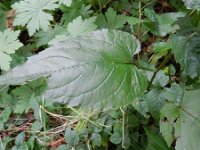 Eurybia macrophylla