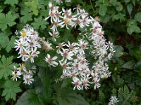 Eurybia macrophylla 1, Grote aster, Saxifraga-Rutger Barendse