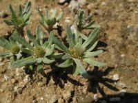 Evax asterisciflora 1, Saxifraga-Rutger Barendse