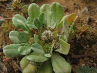 Evax pygmaea 2, Saxifraga-Rutger Barendse