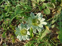 Evax pygmaea 4, Saxifraga-Jasenka Topic