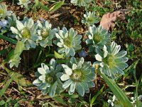 Evax pygmaea 5, Saxifraga-Jasenka Topic