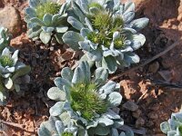 Evax pygmaea 8, Saxifraga-Jeroen Willemsen