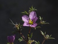Fagonia cretica 15, Saxifraga-Jan van der Straaten