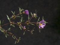 Fagonia cretica 6, Saxifraga-Willem van Kruijsbergen
